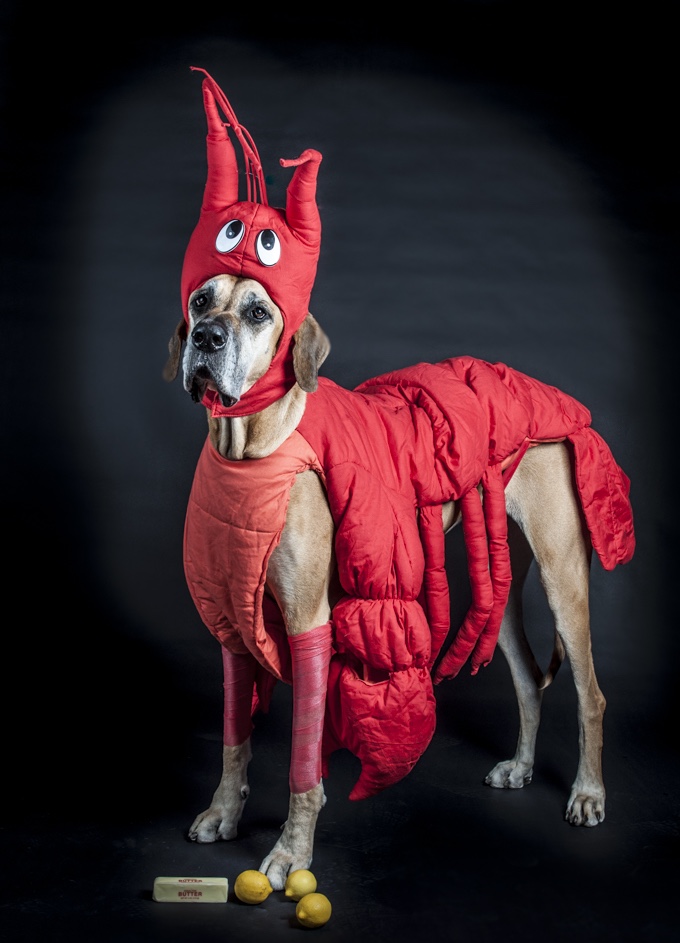 A dog wearing a lobster costume